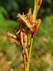 Schoenus brevifolius
