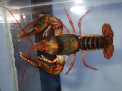 Cambarus scotti