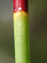 Schoenus brevifolius