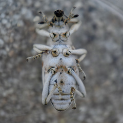 Apleurus albovestitus