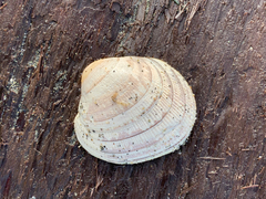 Ruditapes philippinarum