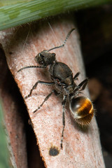 Polyrhachis vermiculosa