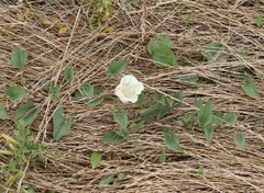 Calystegia subacaulis episcopalis