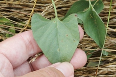 Calystegia subacaulis episcopalis