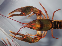 Cambarus scotti