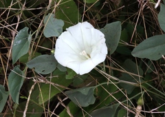 Calystegia subacaulis episcopalis