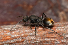 Polyrhachis vermiculosa
