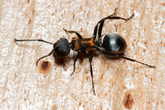 Polyrhachis ornata