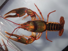 Cambarus scotti