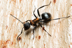 Polyrhachis ornata
