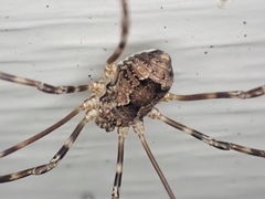 Leiobunum ventricosum