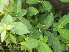 Rauvolfia
