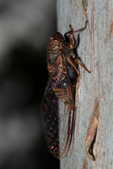 Birrima varians