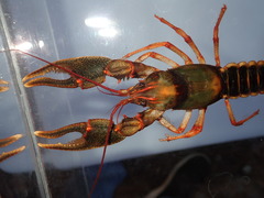 Cambarus scotti
