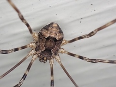 Leiobunum ventricosum