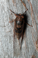 Birrima varians