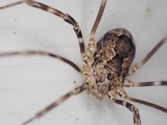 Leiobunum ventricosum