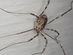 Leiobunum ventricosum