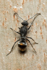 Polyrhachis vermiculosa