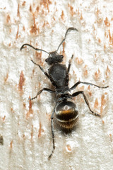 Polyrhachis vermiculosa