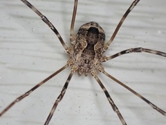 Leiobunum ventricosum