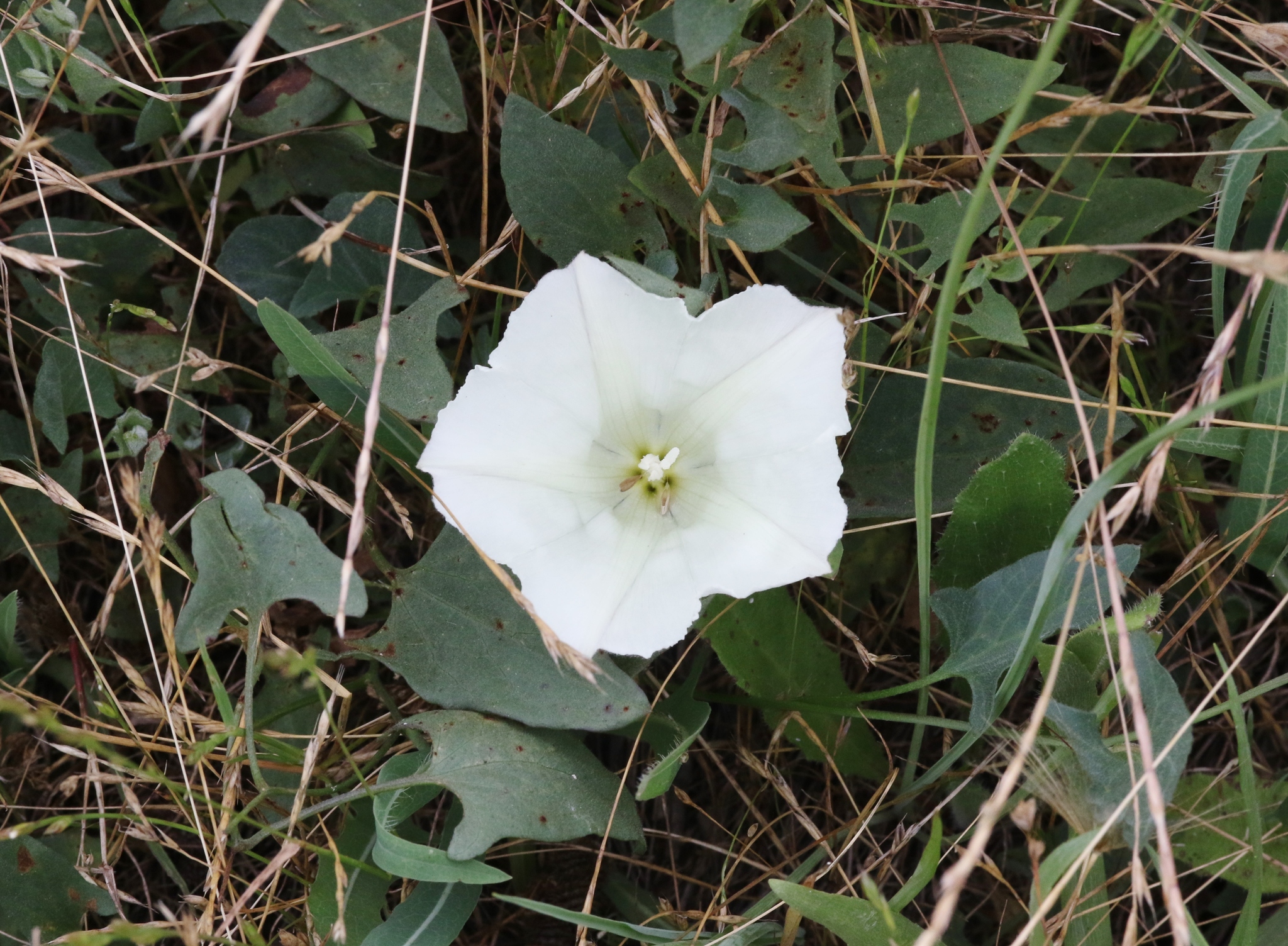 Calystegia subacaulis ssp. episcopalis