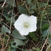 Cambria Morning-Glory - Photo (c) James Bailey, some rights reserved (CC BY-NC), uploaded by James Bailey