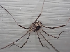 Leiobunum ventricosum