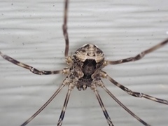 Leiobunum ventricosum