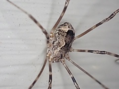 Leiobunum ventricosum