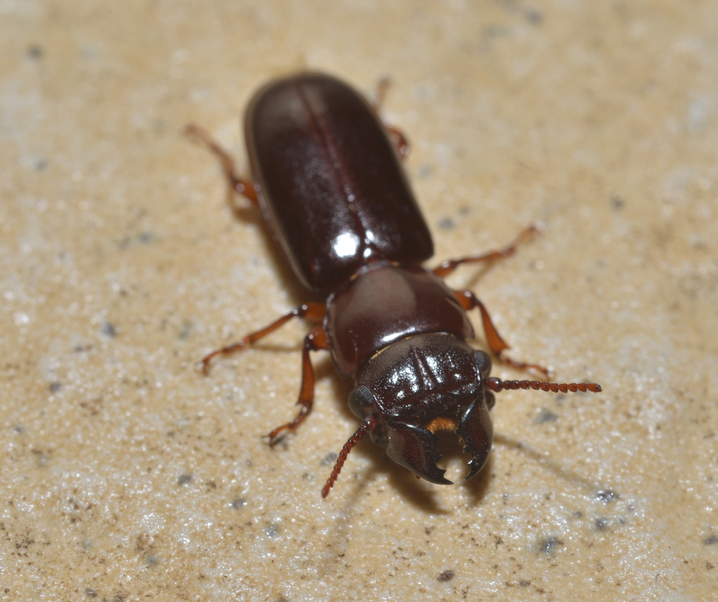 Caledonandra passandroides