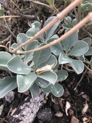 Lupinus sericatus