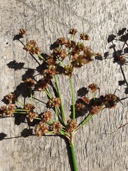 Juncus planifolius