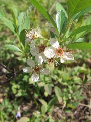 Prunus susquehanae
