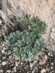 Lupinus sericatus