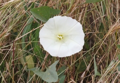Calystegia subacaulis episcopalis