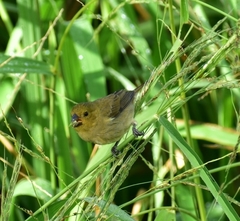 Sporophila corvina