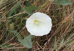 Calystegia subacaulis episcopalis