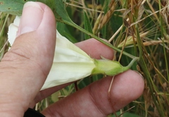 Calystegia subacaulis episcopalis