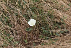 Calystegia subacaulis episcopalis