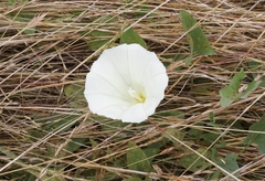 Calystegia subacaulis episcopalis