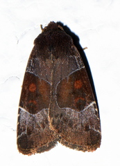 Hampsonodes mastoides