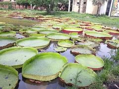 Victoria boliviana