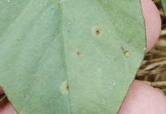 Puccinia convolvuli