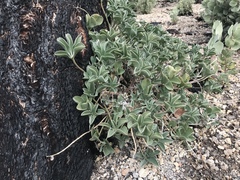 Lupinus sericatus