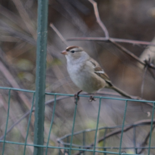 White-crowned Sparrow photographed in Michigan