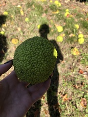 Maclura pomifera