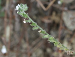 Cryptantha clevelandii