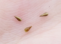 Cryptantha clevelandii