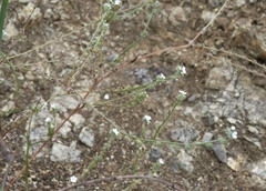 Cryptantha clevelandii
